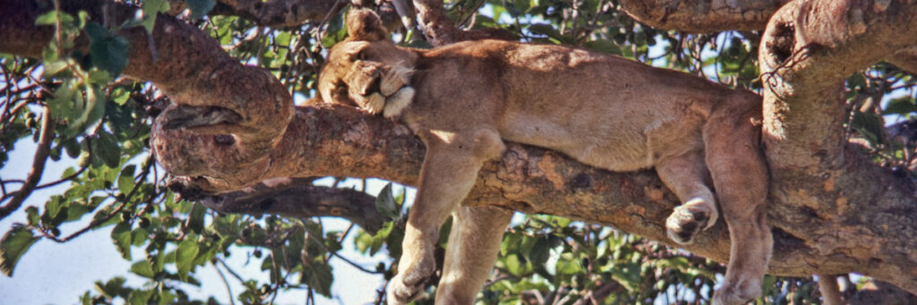 Tree Climbing lions