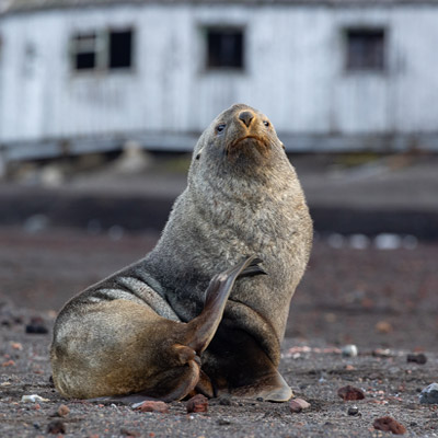 Seal at Deception Island