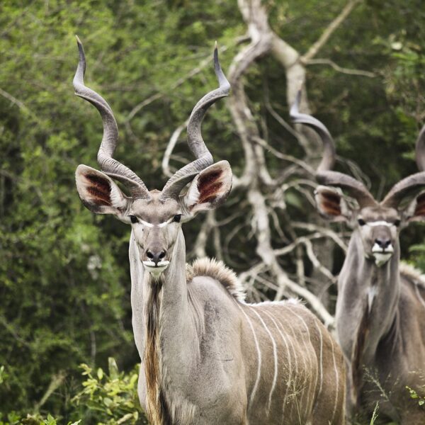 Kudu in the Kruger National Park