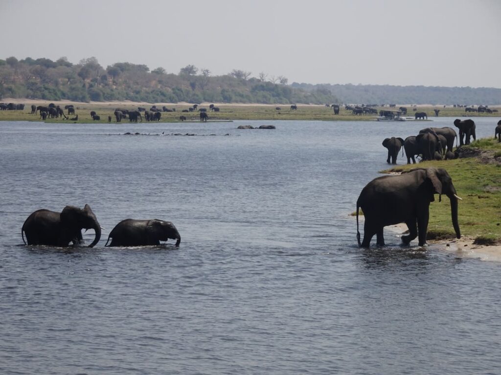 Elephants in Chobe River