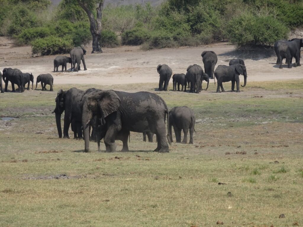 Elephants in Chobe
